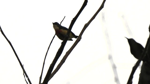 Fire-breasted Flowerpecker - ML201789631