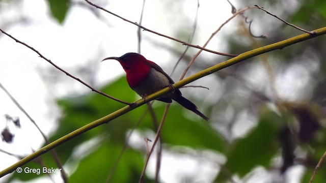 Karmesinnektarvogel [seheriae-Gruppe] - ML201789641