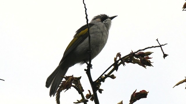 Bulbul à ailes vertes (groupe flavala) - ML201789651