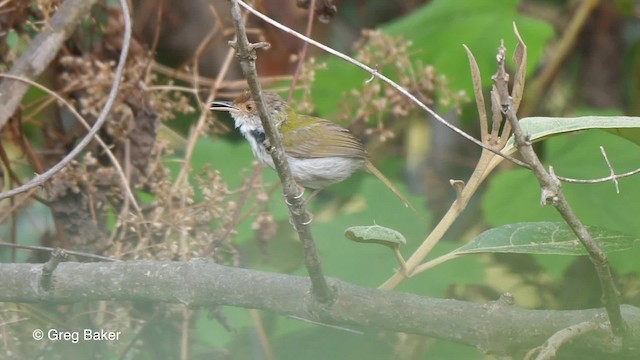 Common Tailorbird - ML201789661