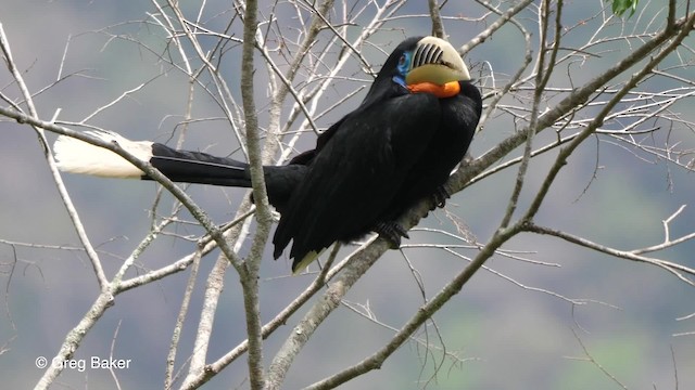 Rufous-necked Hornbill - ML201789701