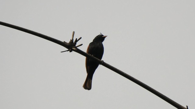 Crested Bunting - ML201789711