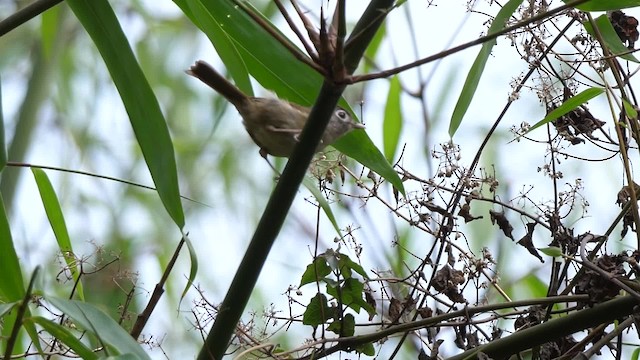 Nepal Fulvetta - ML201789721