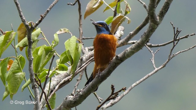 Blue-capped Rock-Thrush - ML201789761