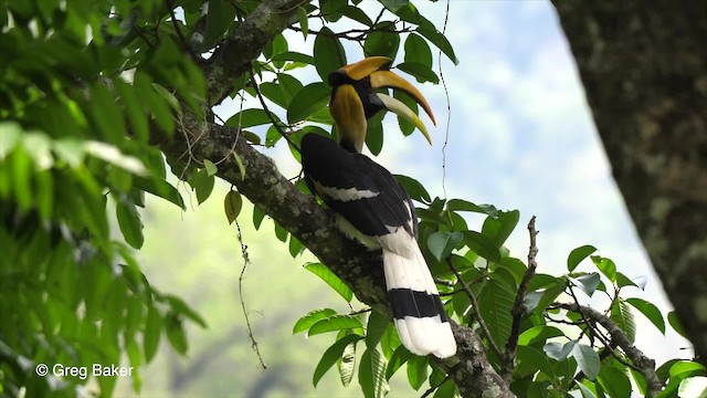 Great Hornbill - ML201789771