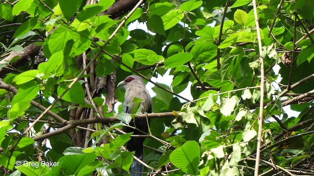 Green-billed Malkoha - ML201789811