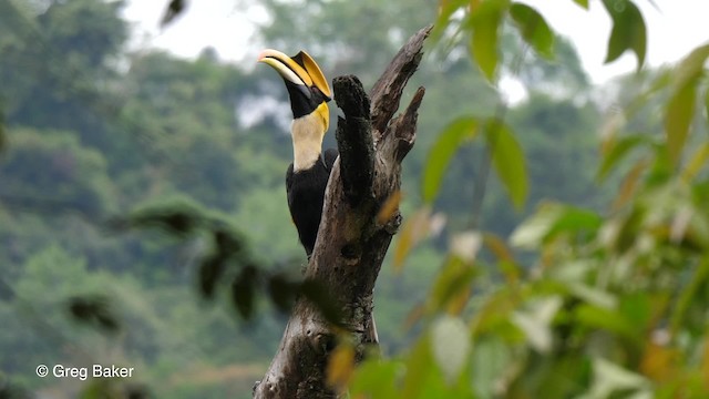 Great Hornbill - ML201789821