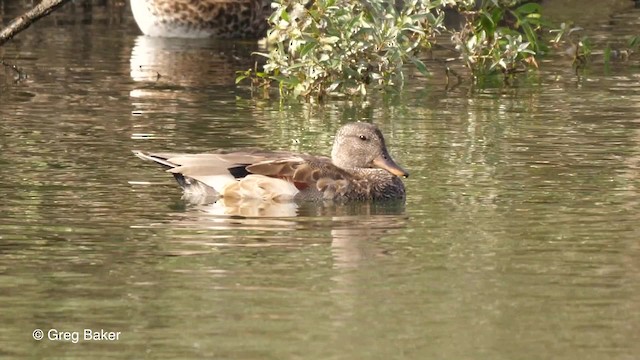 Canard chipeau (strepera) - ML201789901