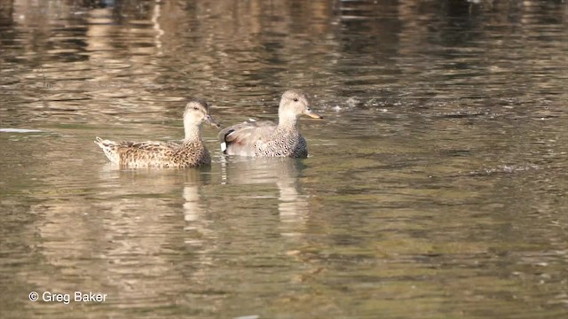 Canard chipeau (strepera) - ML201789921