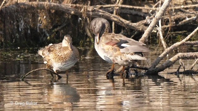 Canard chipeau (strepera) - ML201789931