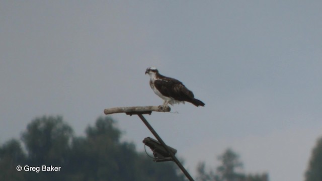 Águila Pescadora (haliaetus) - ML201789961