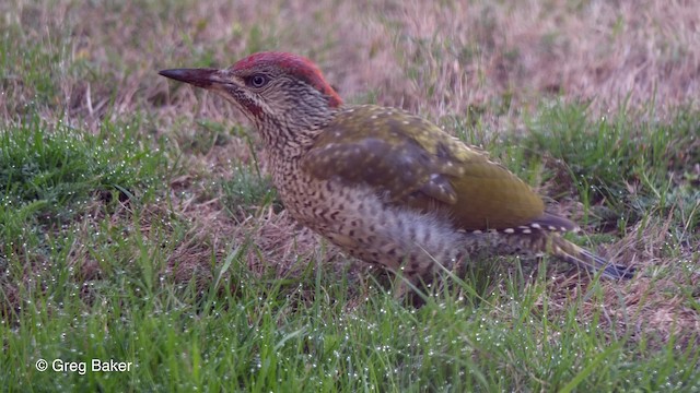 Eurasian Green Woodpecker (Eurasian) - ML201790011