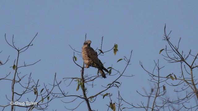 Хохлатый осоед (ruficollis/philippensis) - ML201790121