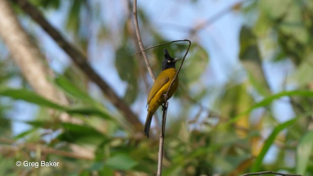 Black-crested Bulbul - ML201790141