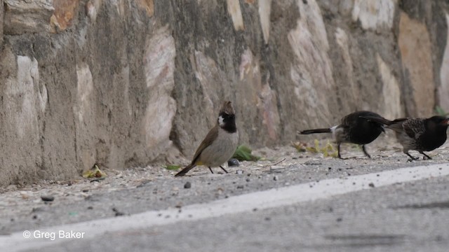 Bulbul Cariblanco - ML201790171