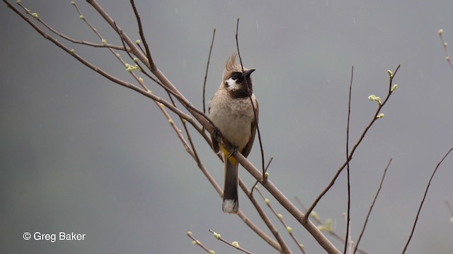 Himalayan Bulbul - ML201790181