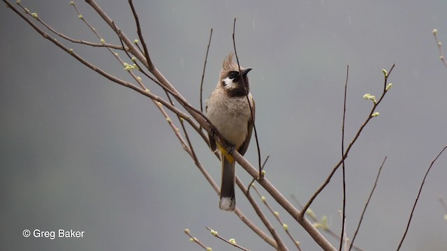 Bulbul à joues blanches - ML201790181