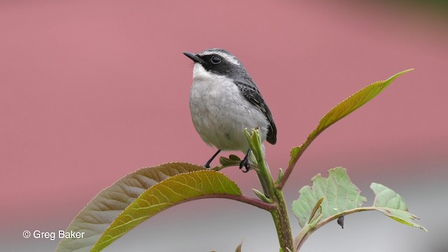 Gray Bushchat - ML201790211