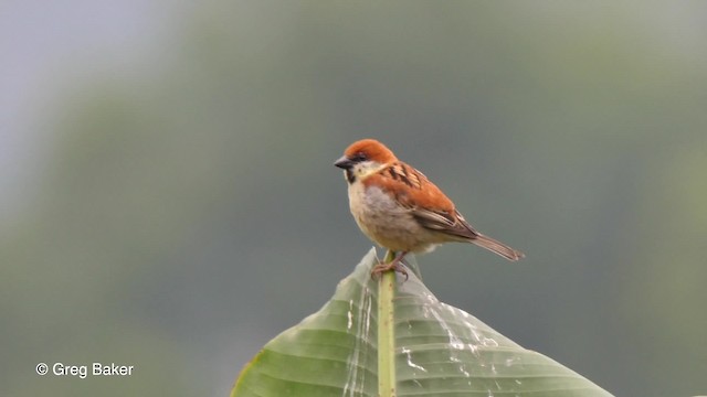 Russet Sparrow - ML201790241