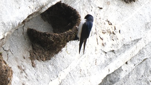 Nepal House-Martin - ML201790291