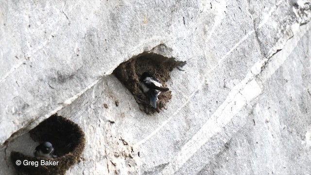 Nepal House-Martin - ML201790301