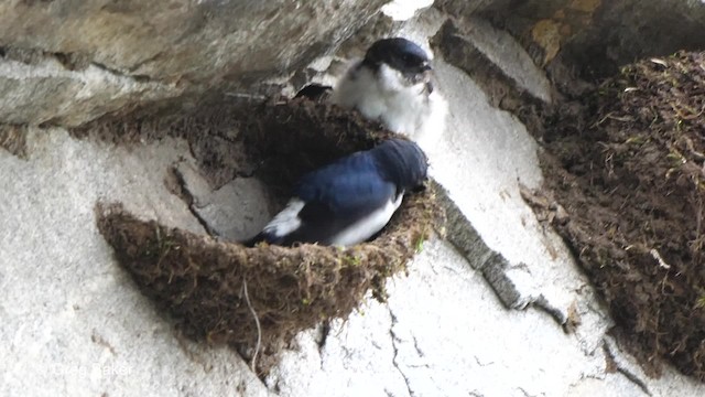 Nepal House-Martin - ML201790311