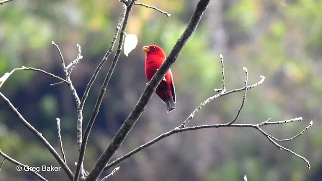 Camachuelo Escarlata - ML201790321