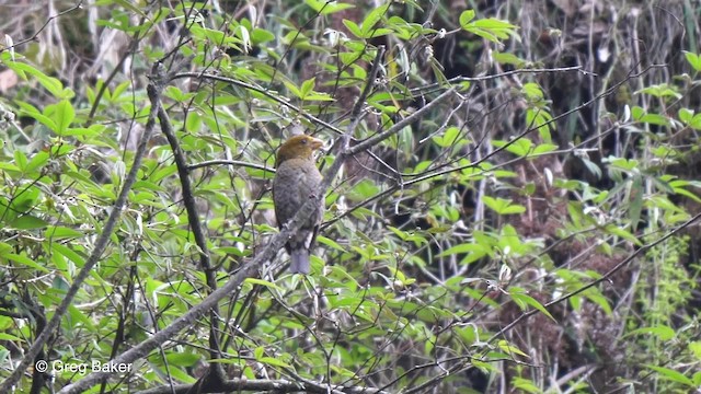 Camachuelo Escarlata - ML201790331