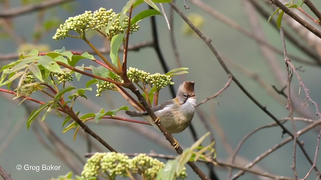 Whiskered Yuhina - ML201790361