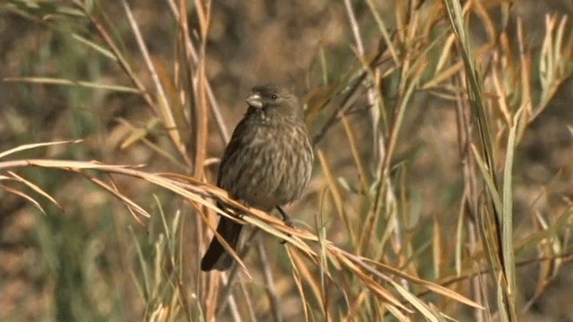 House Finch (Common) - ML201790791