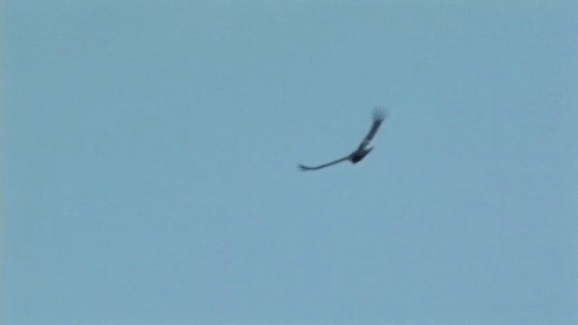 California Condor - ML201790811