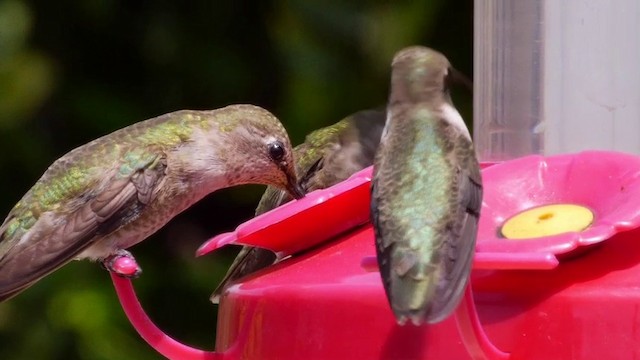 Black-chinned Hummingbird - ML201791021