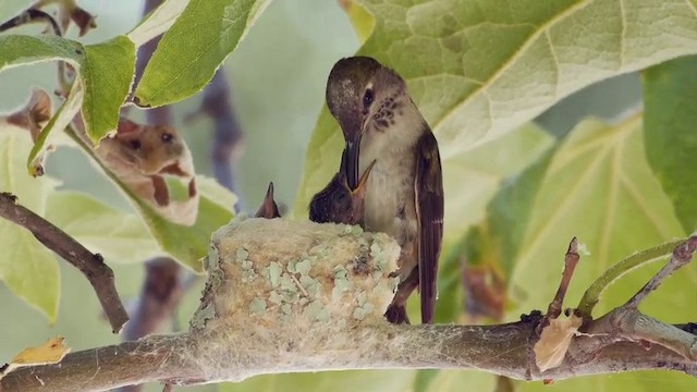 Colibrí Gorjinegro - ML201791271