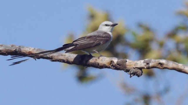 Scissor-tailed Flycatcher - ML201791281