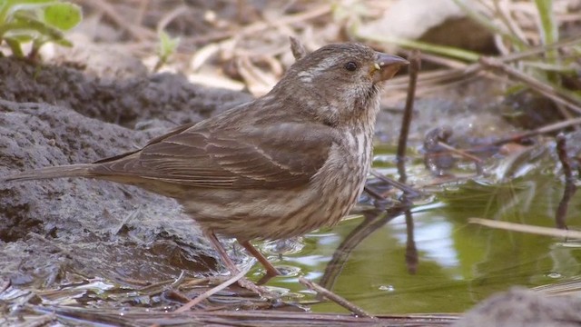 Cassin's Finch - ML201791301