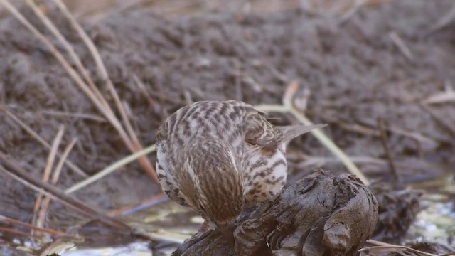 Cassin's Finch - ML201791311