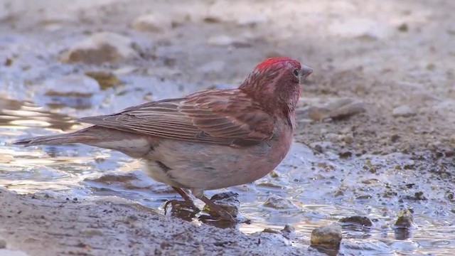 Cassin's Finch - ML201791321