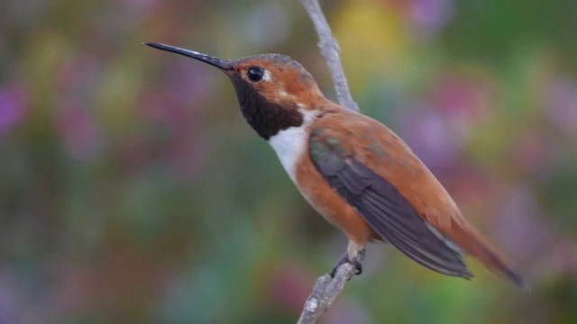 Rufous Hummingbird - ML201791341