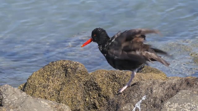 Black Oystercatcher - ML201791821