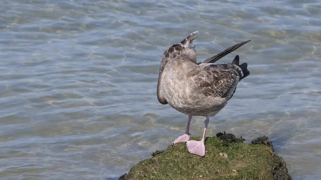 Western Gull - ML201791841