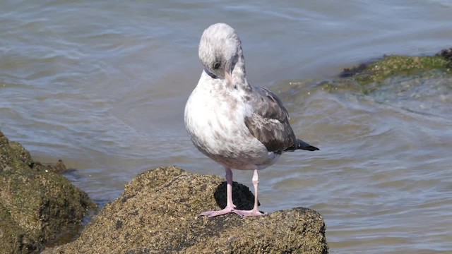 Western Gull - ML201791851