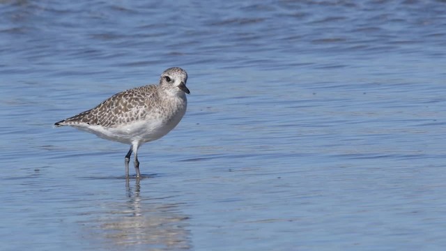 Black-bellied Plover - ML201791891