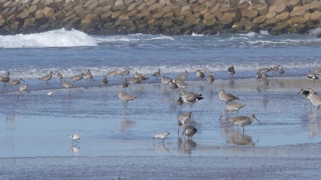 Playero Aliblanco (inornata) - ML201791901