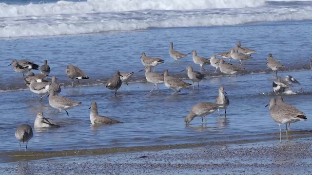 Willet (Western) - ML201791911