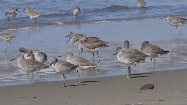 Playero Aliblanco (inornata) - ML201791921