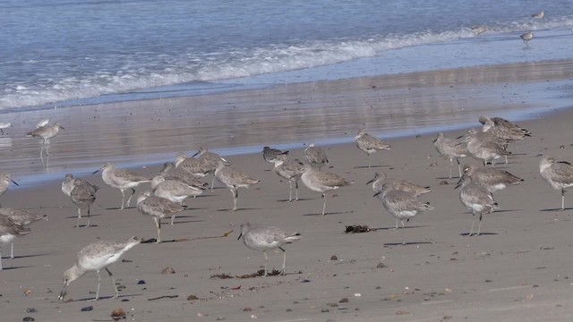 Playero Aliblanco (inornata) - ML201791931