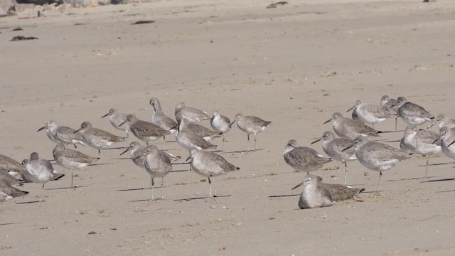 Playero Aliblanco (inornata) - ML201791941