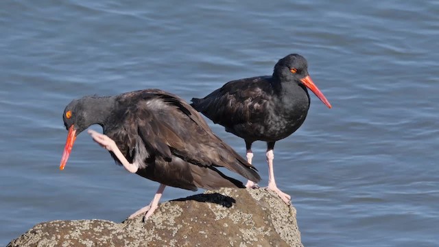 Black Oystercatcher - ML201791951