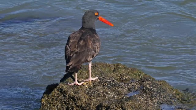 Black Oystercatcher - ML201791961