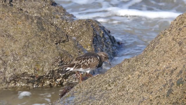 Black Turnstone - ML201791991